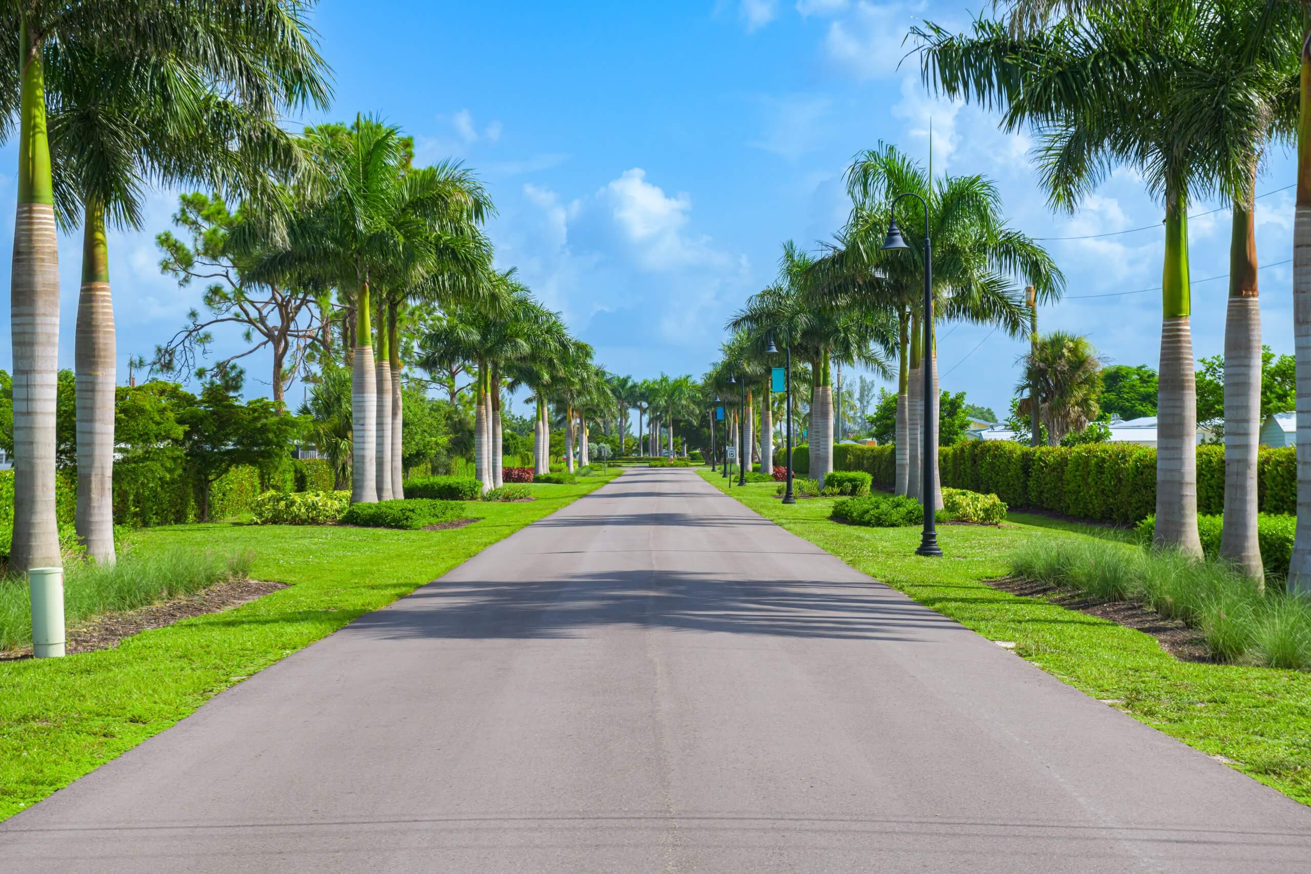 Sunny palm tree-lined avenue within the manufactured home community